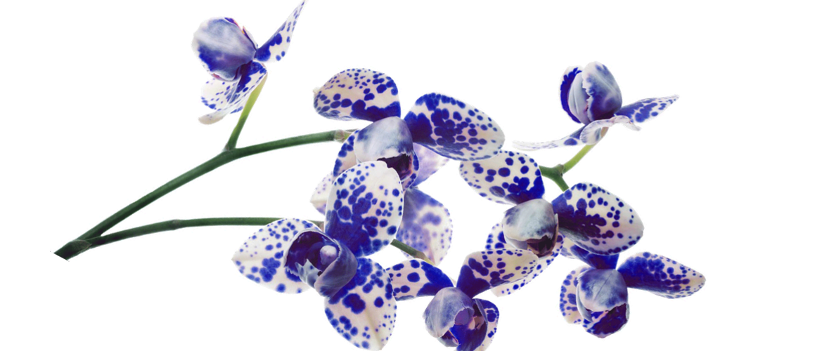 elrethabartlett.co.za